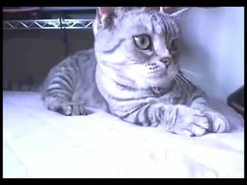 ねむさん両手でバンバン