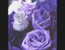 NEW ROSE FOR YOU.wmv