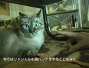 元野良猫ジャンくんにグーで接近