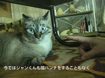 元野良猫ジャンくんにグーで接近