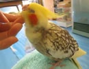 生後2年5カ月のオカメインコを、ネコっかわいがりしています。ゴロゴロ