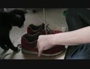 靴紐が好きになっちゃった猫