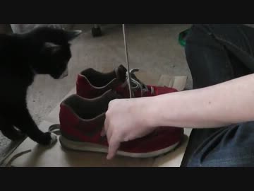 靴紐が好きになっちゃった猫