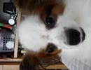 パピヨン　昼寝
