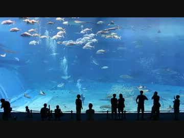 美ら海水族館