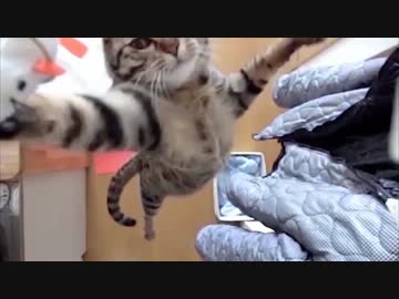 跳べない猫はただのぬこだ　NHKケータイ大喜利　お題「カッコイイー！」