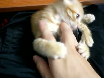 拾いねこ＠生後49日目　前回動画では皆様の優しさがありがたかったです