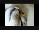 ねこを勝手に吹き替えてみた15