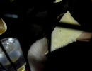 【フェレット】寝相の悪いいたち