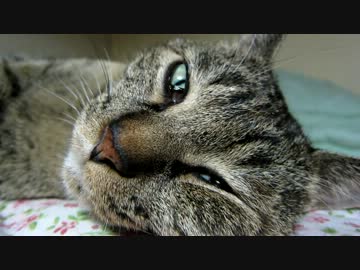 猫のまぶたのなかのまぶた