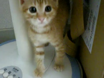 拾いねこ＠生後50日目　アコ生誕50日記念ー！