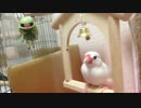 白文鳥とブランコ