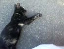 トラさん一家観察日記　79日目