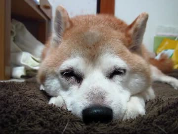 寝子（１２年８月２５日）