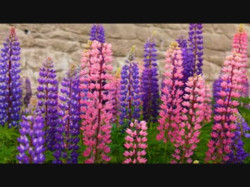 行かずに死ねるか！！ 2012 夏 北海道 その5