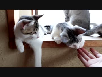 【生後】何だ、ただの気だるい夏の昼下がりか【３か月】