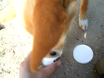 子犬を貰ってきた（143日目）