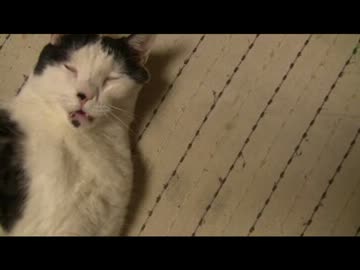 ちゃとらとはちわれ　遊んで寝る！