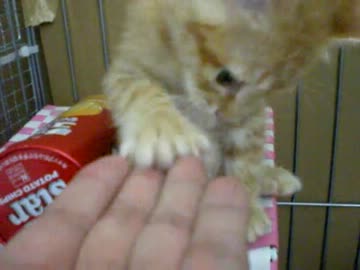 拾いねこ＠生後51日目part2　見てたら可愛すぎでついカッとなってうｐした