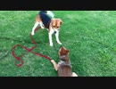 ビーグルvs柴犬