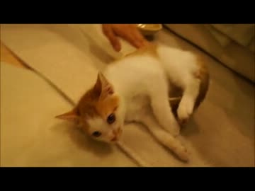 ツンギレのうちの保護猫が猫鍋におさまっていない