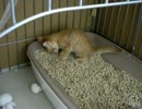 拾いねこ＠生後52日目part2　お食事中の方はお気をつけください・・ｗ