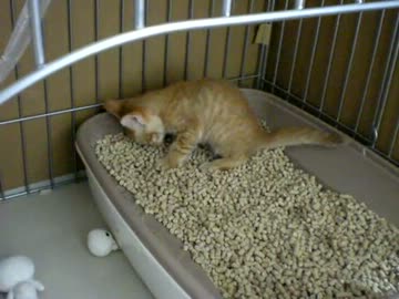 拾いねこ＠生後52日目part2　お食事中の方はお気をつけください・・ｗ