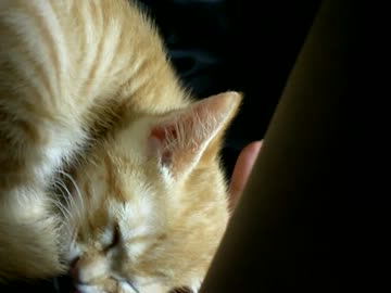 拾いねこ＠生後52日目part3　すやすや