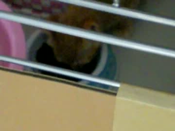 拾いねこ＠生後52日目part4　むしゃむしゃ