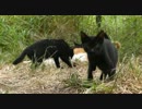 仁義ある食卓Ⅳ【野良猫はヤクザな道なり】