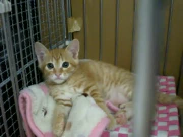 拾いねこ＠生後52日目part5　アコ中毒すぎるー