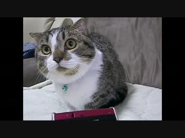 アプリの猫声を聞かせたら....