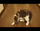 【ガイルステップ】興奮する猫【必殺技は無かった】