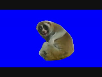 カメラに笑顔ロリスくんBB