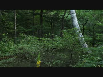 【立体音響】夏の終わりのひぐらし【10分耐久】