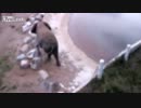 動物園？の象さんに爆弾を仕込んでみました
