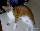 【夜な夜な猫集会】名前を呼ぶと期待の眼差しを向けてくれる茶太郎