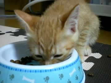 拾いねこ＠生後53日目part1　アコは寝坊させてくれません