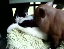 ぶた☓ねこ
