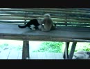 猫を叩いたりしていじめるサル