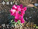 Ｔ.ルビー  -  今日から