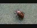 地面から飛び立てないカナブン