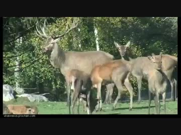 鹿の交尾くっそわろたｗｗｗｗｗｗｗｗｗｗｗｗｗ