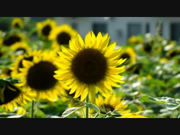 2012年、夏　写真集