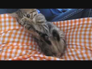 けしからん子猫は尻尾をはむはむ中