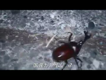 【魚釣り】お魚１００種　釣れるかな？【実況】 part 7