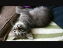 μ 眠い