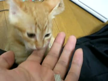 拾いねこ＠生後56日目part1　体重が遂に1キロ超えました！