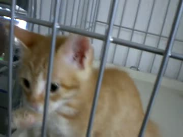 拾いねこ＠生後56日目part2　アコにょん3F制覇！