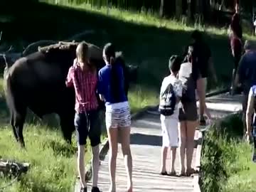 バイソンに追いかけられる子供達